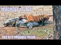 Machali The Legendary Tigress Of Ranthambore