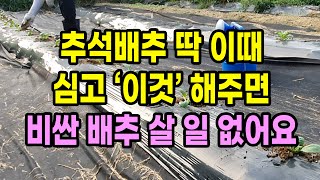 추석배추 딱 이때 심고 이것 해주면 추석 때 비싼 배추 살일 없어요
