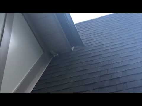 Bats Bust Through Brick in Freehold, NJ