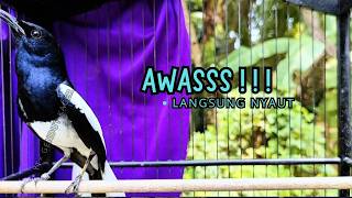 Download lagu PANCINGAN KACER TERBAIK bikin Semua Jenis Kacer LANGSUNG KONSLET, Terapi Kacer Agar GACOR NGEPLONG mp3 Download lagu PANCINGAN KACER TERBAIK bikin Semua Jenis Kacer LANGSUNG KONSLET, Terapi Kacer Agar GACOR NGEPLONG mp3