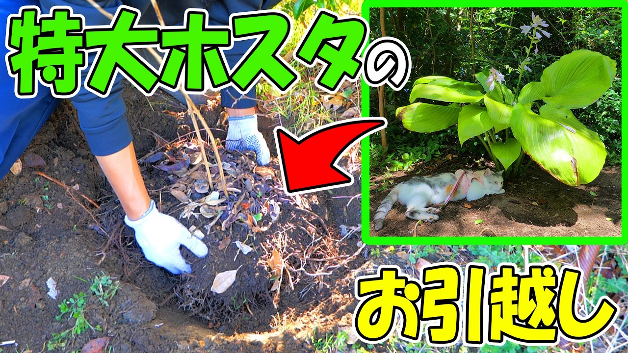 パパとネコ吉が大好きな巨大ホスタ「サムアンドサブスタンス」をお引越しさせました🌱🐈