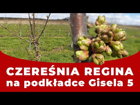 🍒 Czereśnia Regina na podkładce Gisela 5