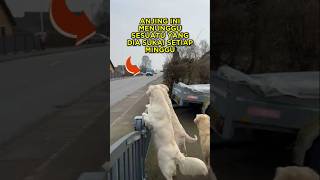 Download lagu Ice Cream Vendor Makes Dog's Weekend Fun 🐶🍦 #shorts #dog mp3