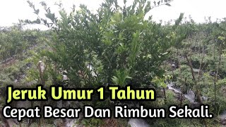 Download lagu Fertilizer for 1-Year-Old Oranges to Help Them Grow Big and Bushy Quickly mp3