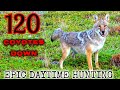 120 Coyotes Down (Best Daytime Coyote Hunting Video) *NEW 2022*
