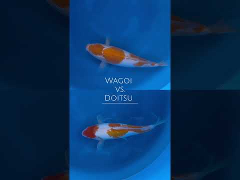 Video Vorschau in Japan