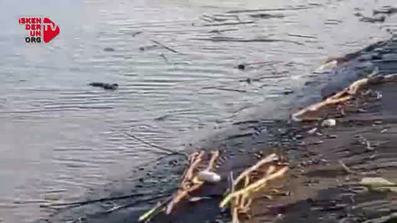 Arsuz Karaağaç Sahilini Yağış Sonrası atık vurdu!