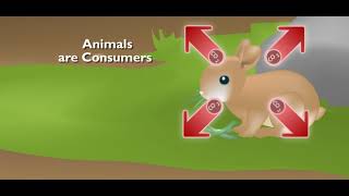 Scholastic - Study Jams - Ecosystems