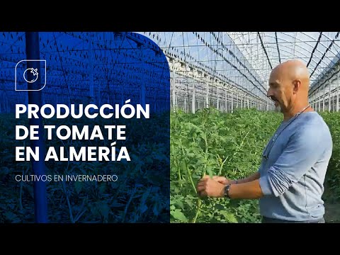 , title : 'Producción de TOMATE bajo Invernadero en Almería 🍅'