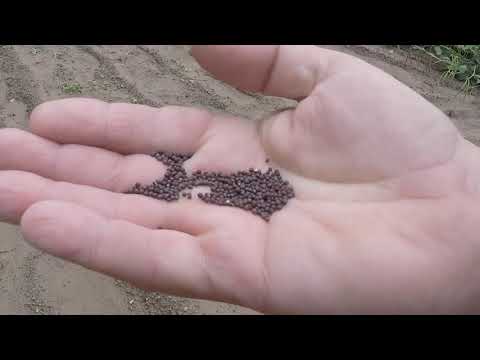 image-Can you plant turnip seeds in fall?