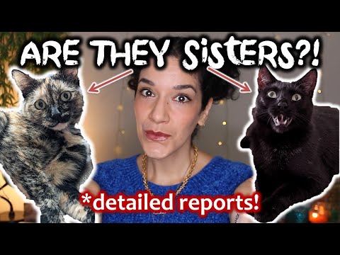 Giving my cats a home DNA test 🙀🧬 detailed Basepaws review!