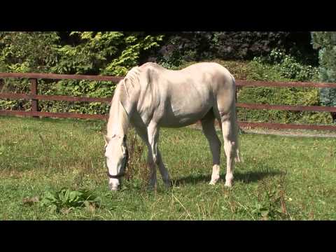 download lagu mp3 mp4 Cruising Show Jumping Stallion, download lagu Cruising Show Jumping Stallion gratis, unduh video klip Cruising Show Jumping Stallion