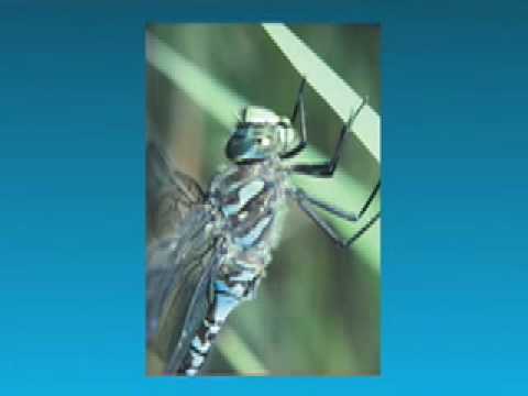 Dragonflies of BC