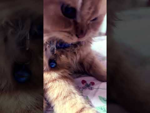 ￼ I just can’t believe my eyes#haveitoldyoulatelythatiloveyou #sorts #crazyanimal #kitten