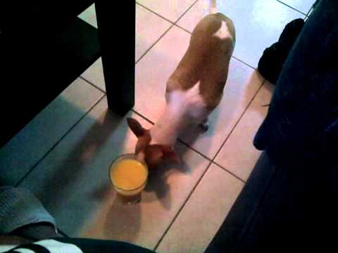 peanut and orange juice