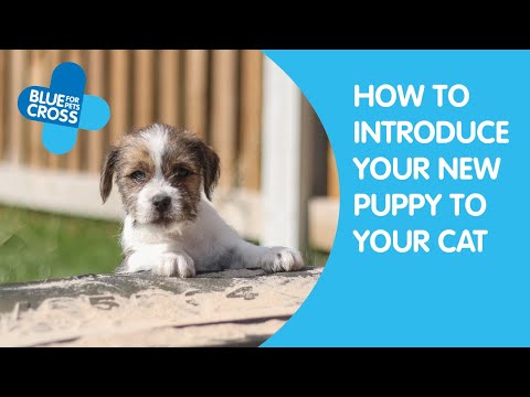 Introducing Your New Puppy To Your Cat | Blue Cross Pet Advice