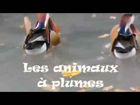 LES ANIMAUX À PLUMES.