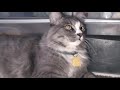 Kitty Cat Twerk