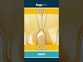 bulb - bulbo video thumbnail