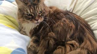 猫のしっぽを触ったらどーなるの？🤔