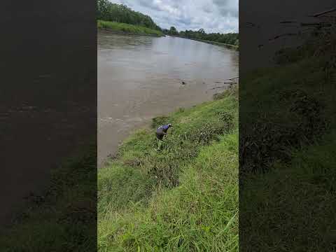 pesca de blanquillo con el trikifu ríos de puerto parra Santander