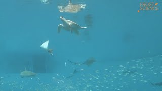 Webcam Gulf Stream Sea Turtles and Sharks Live at Frost Science Museum