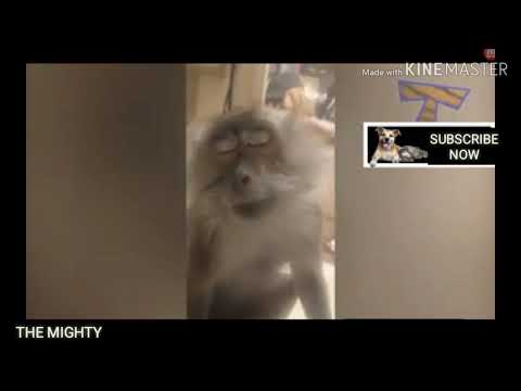 Must watch who love pets cute behaviour of pets.