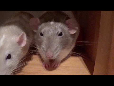 download lagu mp3 mp4 Pet Rat Hiccups, download lagu Pet Rat Hiccups gratis, unduh video klip Pet Rat Hiccups
