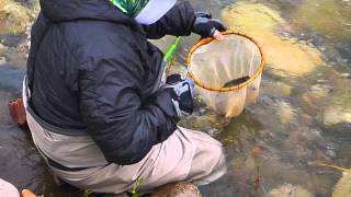 TJ Landing a Trout with Tenkara USA Sato