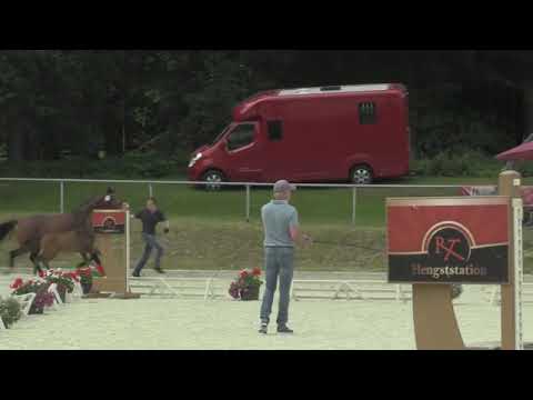 La Lionne NOW  Stutfohlen von Zoom Fohlenschau