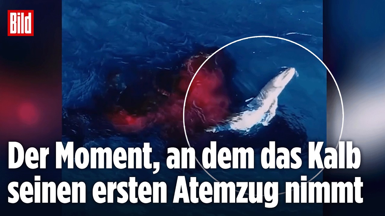 AUSTRALIEN: Geburt eines Buckelwal-Kalbs mitten im Meer! Seltene Aufnahmen