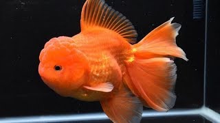 Why Your Goldfish Died After a Water Change