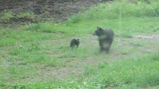 preview picture of video 'Skiff Lake Bear'