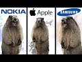 Marmot Screaming Gopher Screams But Famous Phone Ringtones