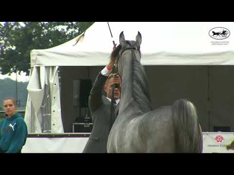 N 126 CBA THE INCREDIBLE   Arabian Horse Weekend 2021   International