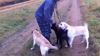 No Chuck-it in the Grass