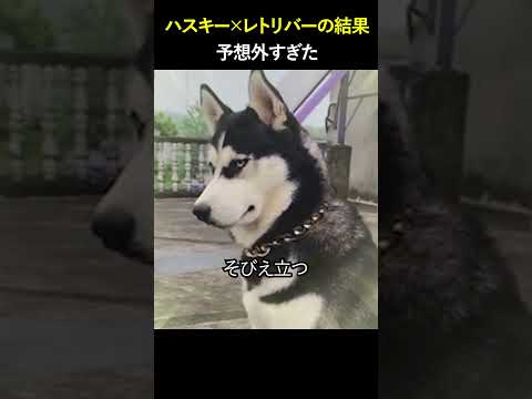 ハスキー×レトリバーの結果…予想外すぎた
