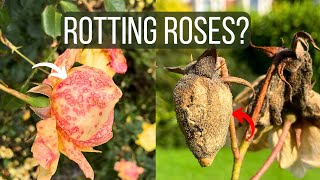 How To Cure Botrytis Blight on Roses: Identify the Disease and Save Your Flowers!