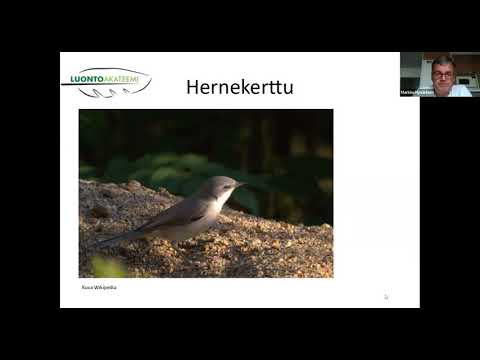 Markku Hyvärinen: Lehtojen linnut