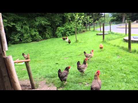 Fütterung der Hühner am Morgen