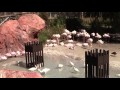 Flamingos At Animal Kingdom Lodge Walt Disney World