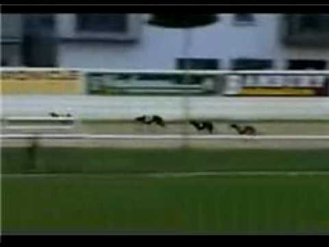 Dog Cheats in Race.flv