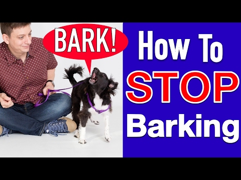 How to Train your Dog to STOP BARKING!