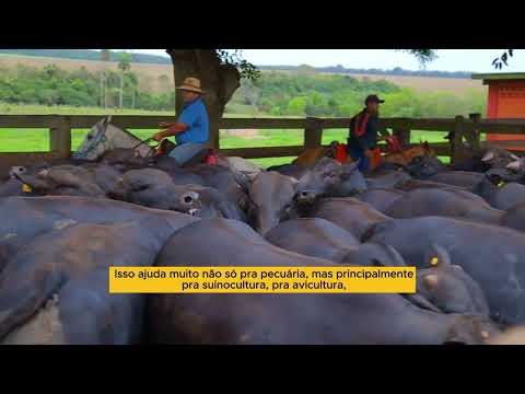 Lida na Fazenda Taquaruçu - Criação extensiva de gado | Reinaldo Azambuja