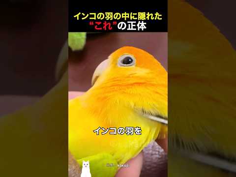 インコの羽の中に隠れた“これ”の正体