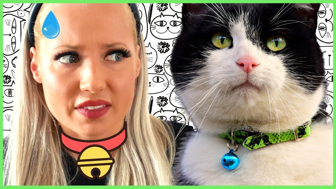 Uso del collar con cascabel en gatos - ¿Es malo (Subtítulos en ingles y polaco)