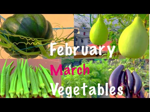 , title : '16 Best Summer Vegetable Seeds To Sow In February And March In Container At Home Garden'
