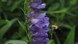 Bumble Bee on Rocky Mountain Penstemon