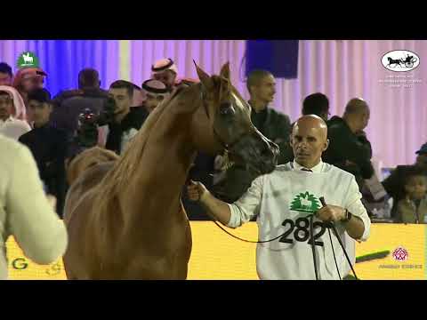 N 282 DESIGN FOR LIFE   King Abdulaziz Arabian Horse Center Show 2021   Stallions 10+ Years Old Clas