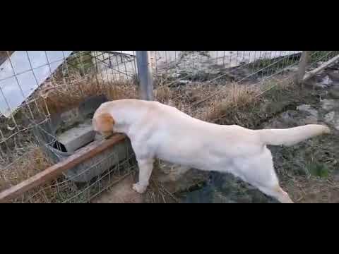 Carella - Hundegarten Serres e.V.